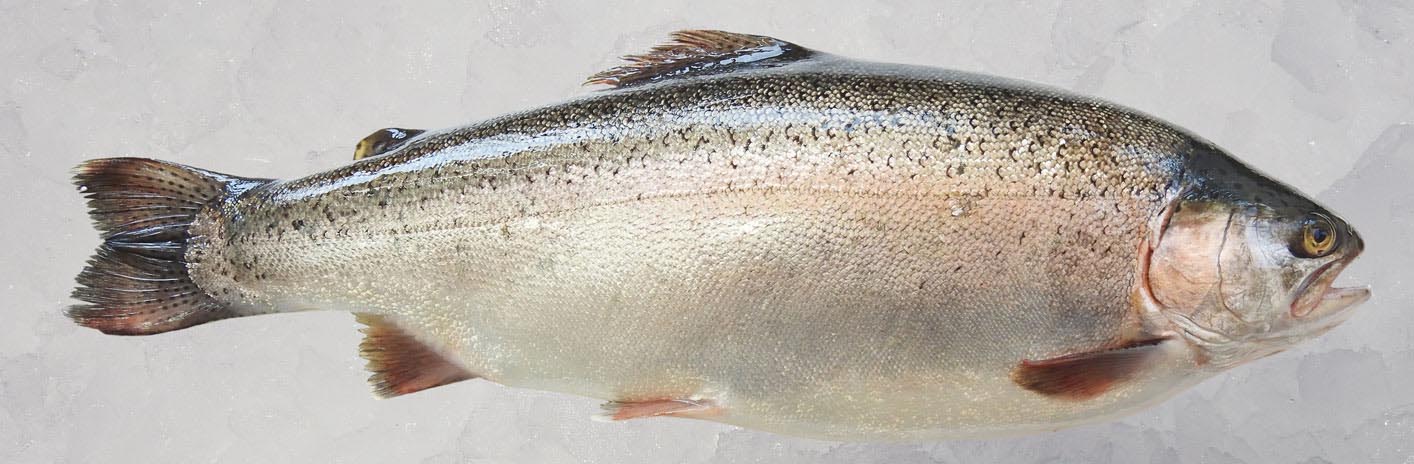 Large Trout