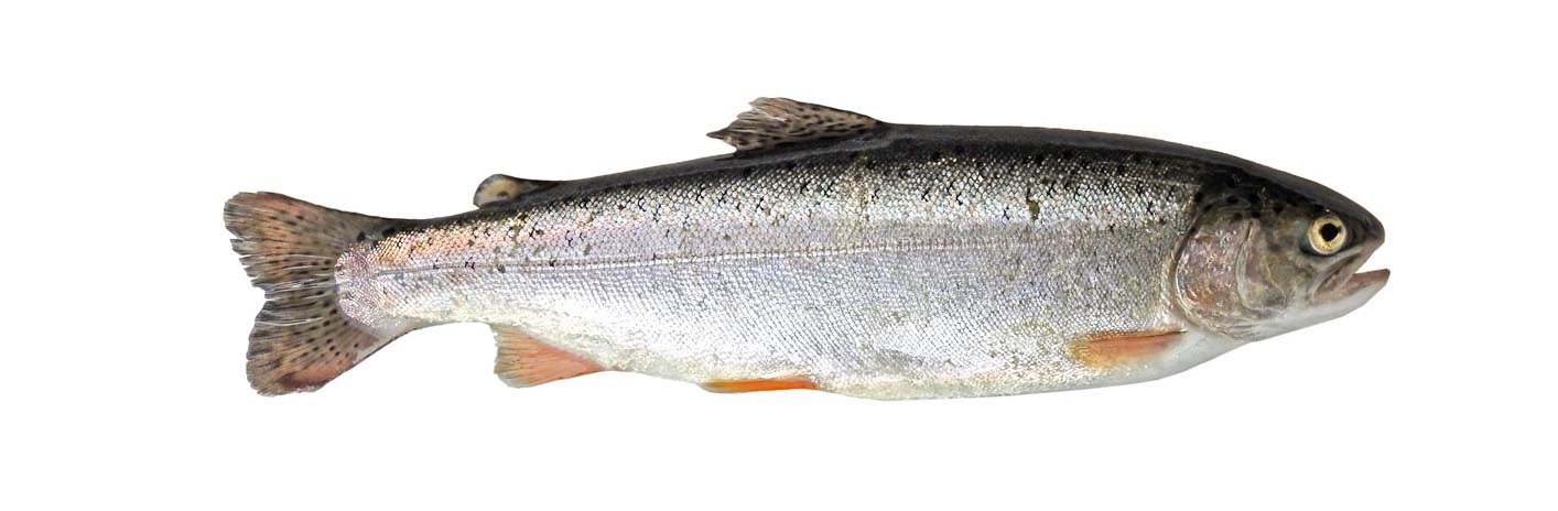 Trout